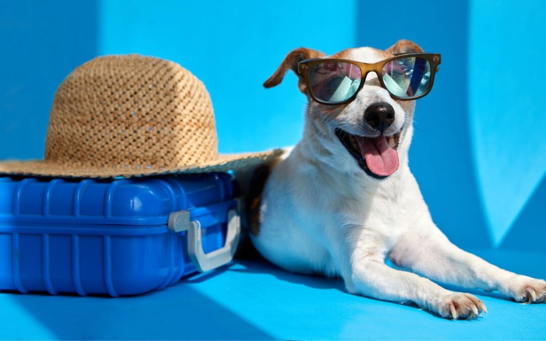 Pet Relocation to Spain: A Step-by-Step Guide